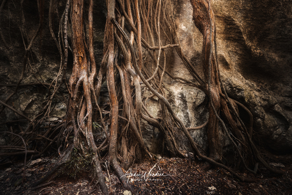 Verwurzelt | Andre Wandrei - Nature Artworx - Realisiert mit Pictrs.com