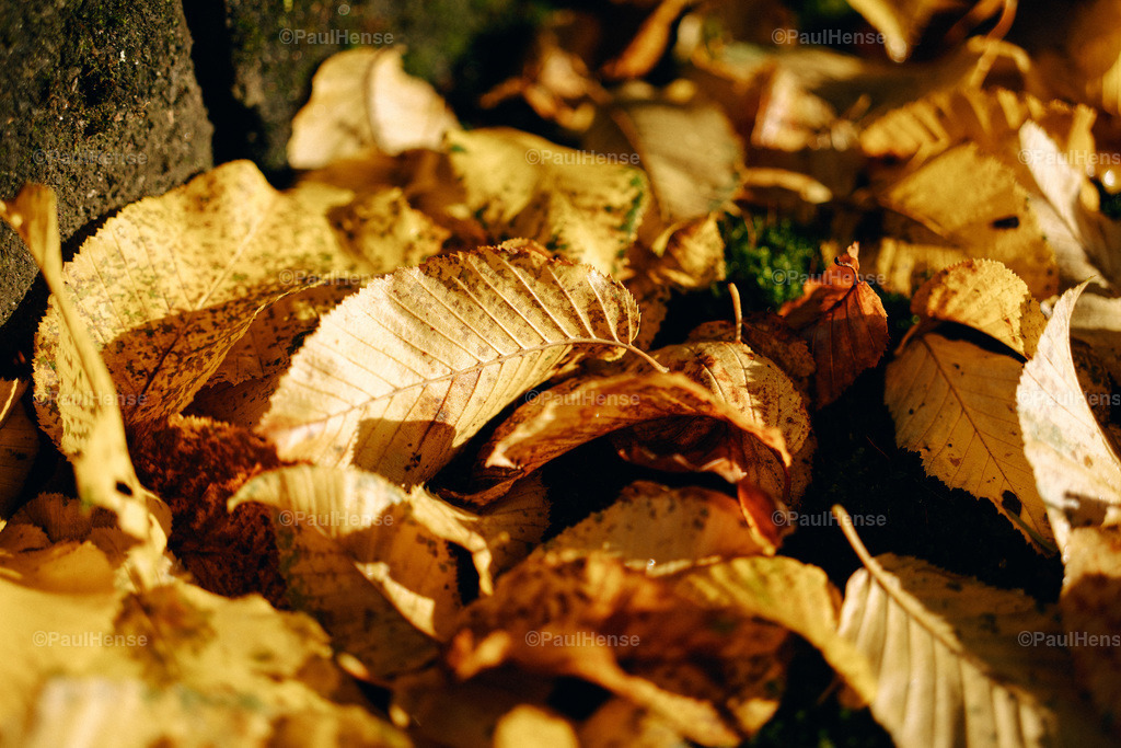 20221020_PaulHense_S0016_DSC00046 | paulhense - Realisiert mit Pictrs.com