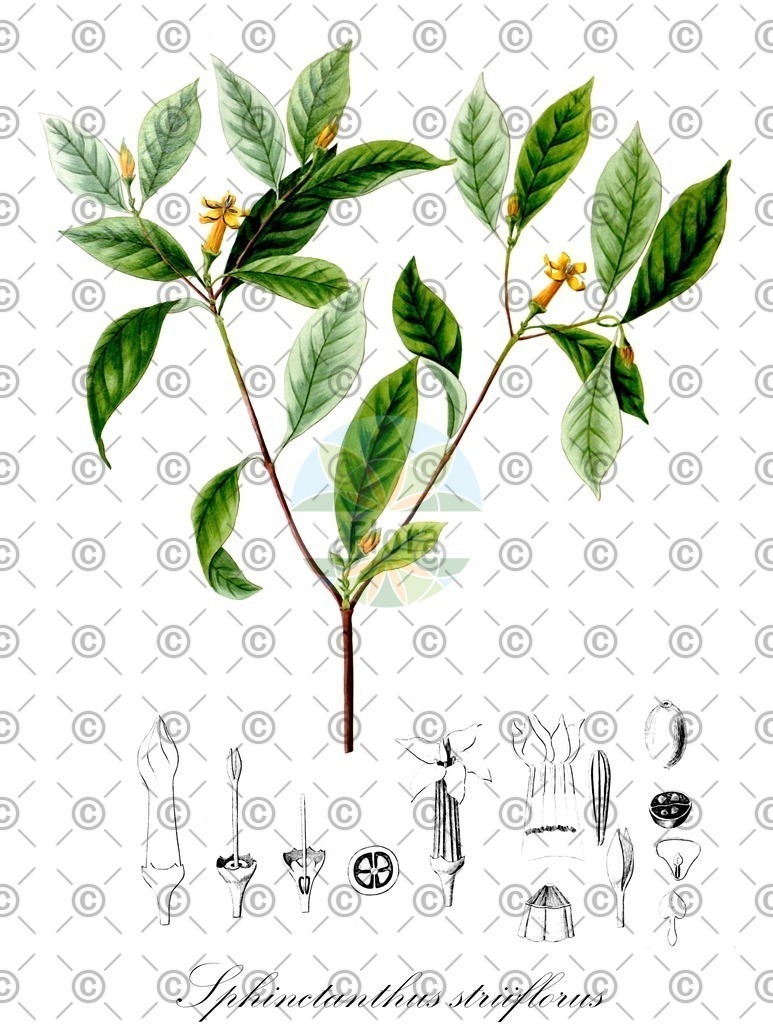 HistAbb_7KWN_1_ENZY_Simple | Historische Abbildung von Sphinctanthus striiflorus - Rubiaceae | Historical Illustration of Sphinctanthus striiflorus - Rubiaceae