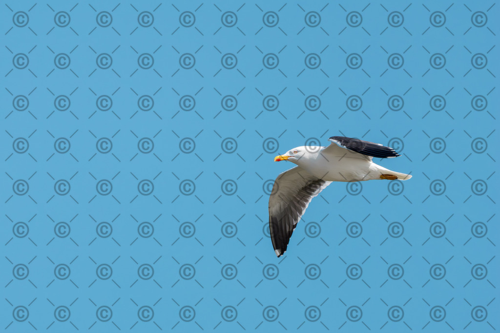 Heringsmöwe | Eine Heringsmöwe im Flug über den Hafen.