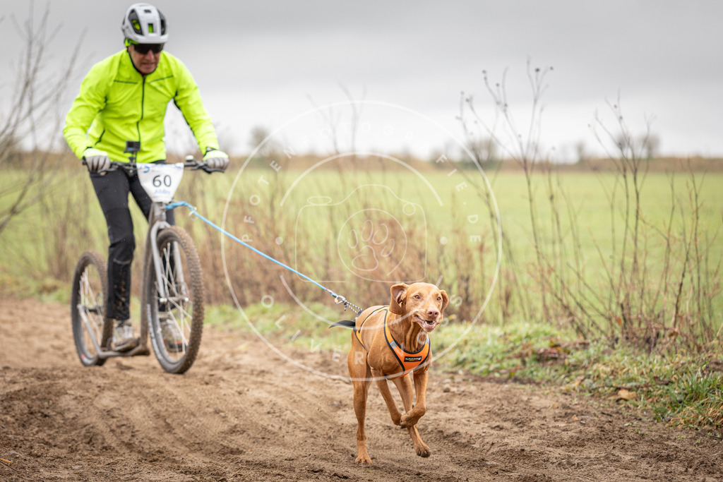 DV3A9372 | Hundefotografie, Tierfotograf, Pfotenfotografie, Fotoshooting Hund, Hunde Portrait, Hundesport, Hundeportraits, Heideshooting, Hunde, Sportfotograf, Hundefotograf, Turnierhundsport, THS,  - Realisiert mit Pictrs.com