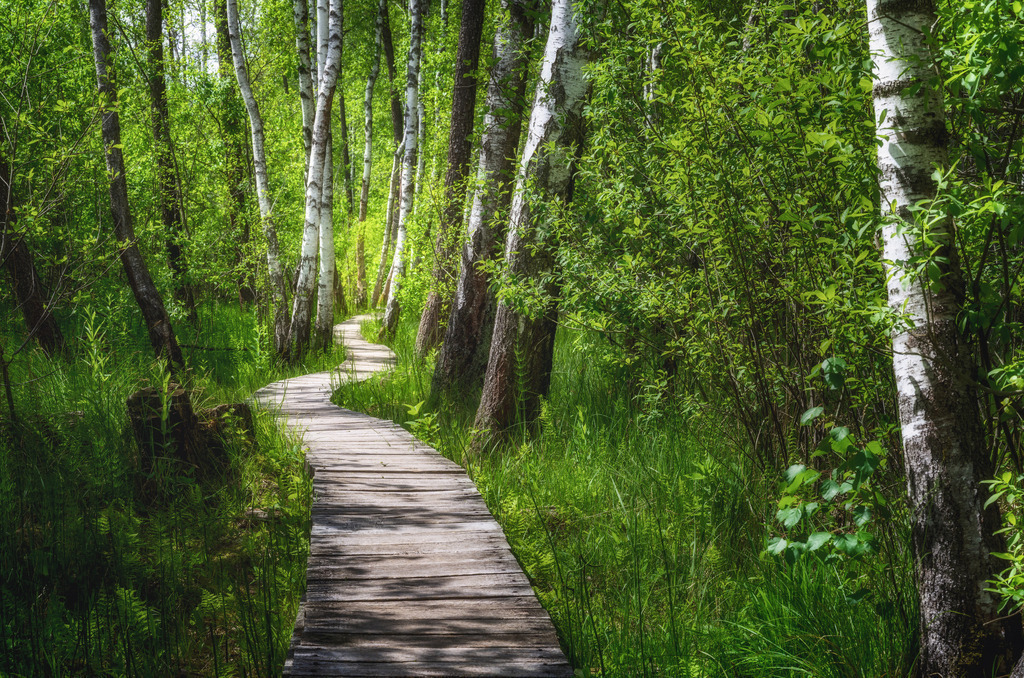 Poleski Nationalpark 3 | Polen - Realisiert mit Pictrs.com