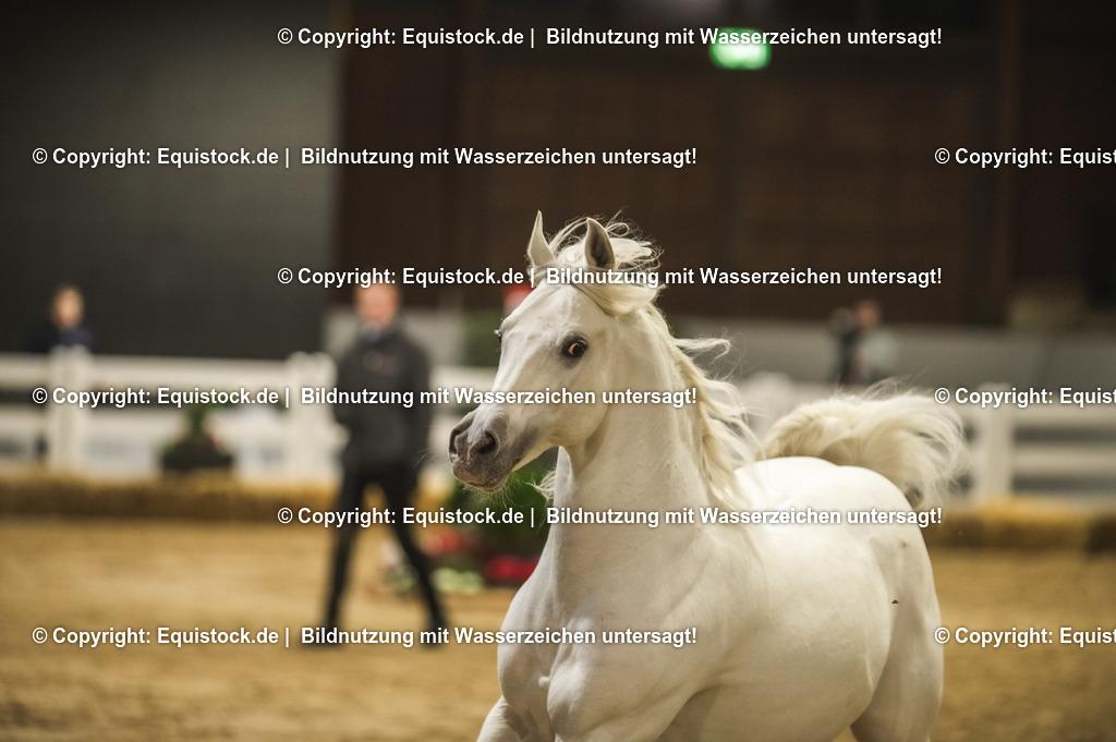 20240302_Hengstvorstellung_Marbach_TOMsPiC_1170 | equistock