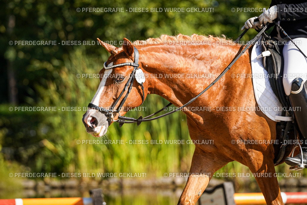 DSC00072 | Pferdegrafie