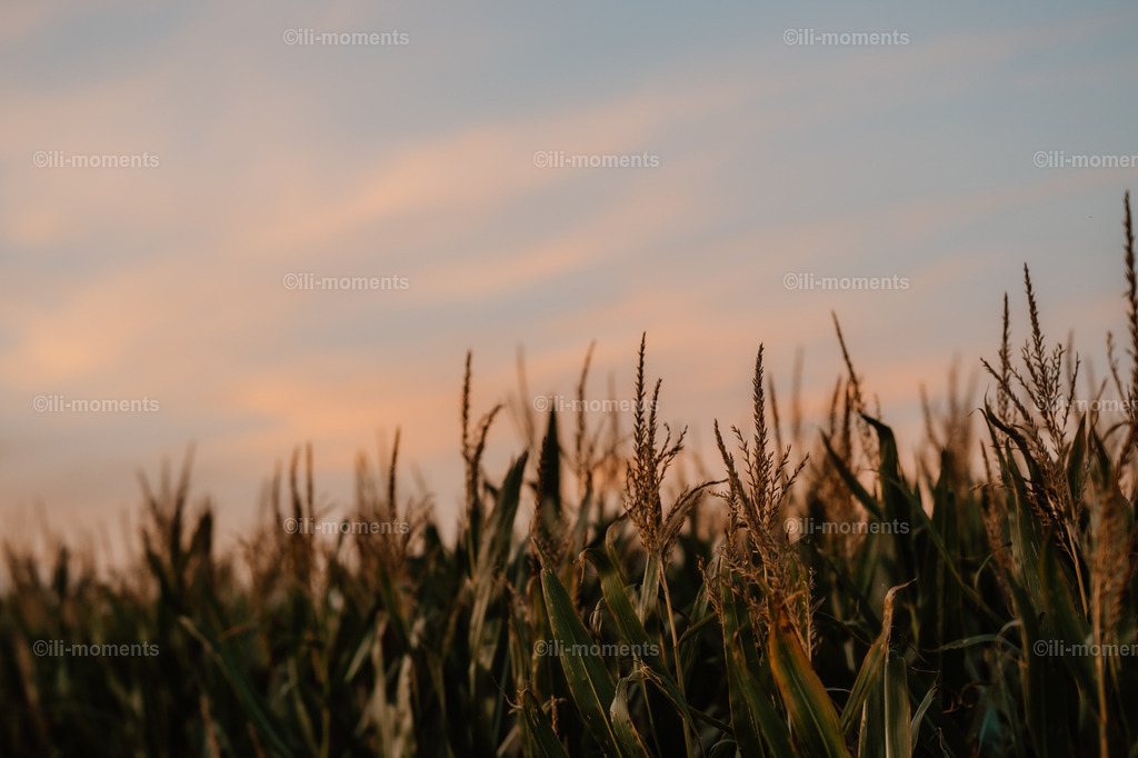 Mais im Sonnenuntergang | Ein Maisfeld leuchtet im warmen Licht des Sonnenuntergangs. Das stimmungsvolle Bild fängt die Ruhe und Kraft der Natur ein – perfekt als Kunstdruck für eine gemütliche und natürliche Raumgestaltung. - Realisiert mit Pictrs.com