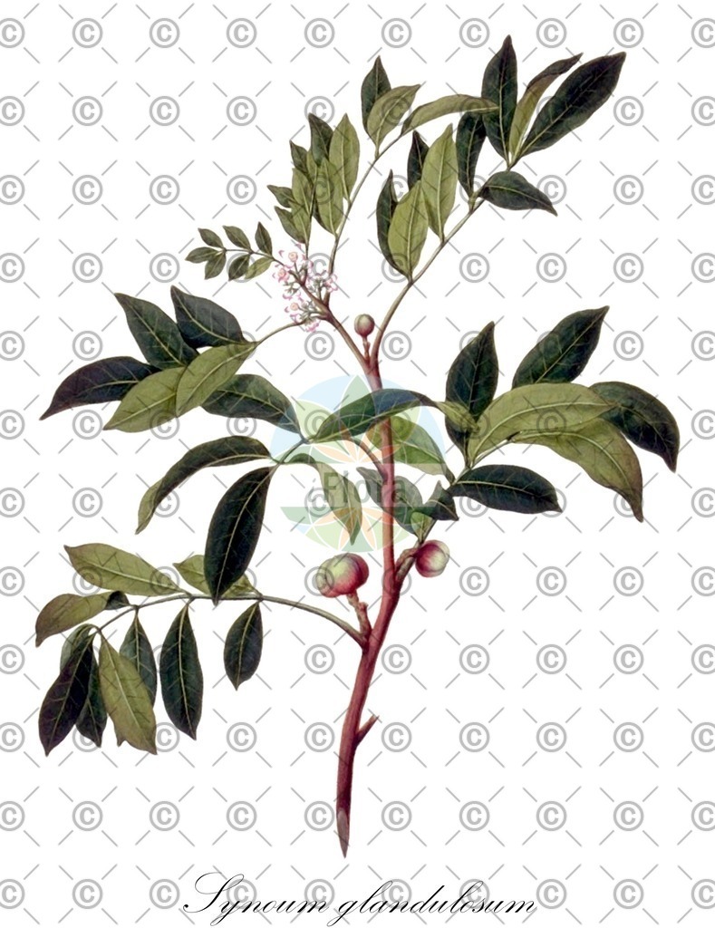 HistAbb_wfo-1000018435_1_ENZY_Simple | Historische Abbildung von Synoum glandulosum - Meliaceae | Historical Illustration of Synoum glandulosum - Meliaceae