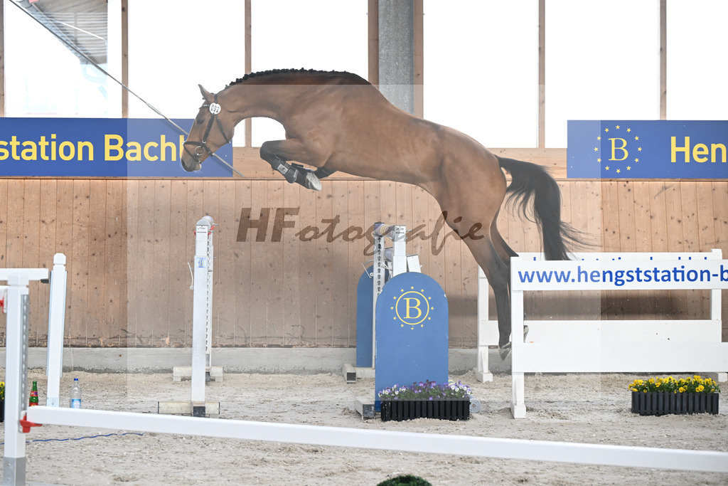 Kat-Nr. 92 C-Simba v. Camargo_Juenger GbR_5250604 | hf-fotografie - Realisiert mit Pictrs.com