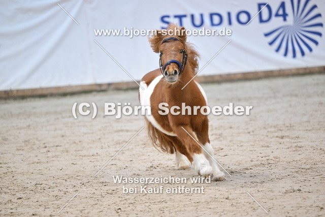 27_Paul - Waulkmill Macrory_963_0680 | Björn Schroeder Pferdefotografie