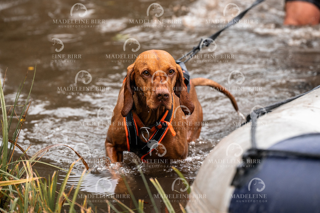 madeleinebirr-fotografie2025.campcanis.11-12Uhr-153 | hundefotografie-birr