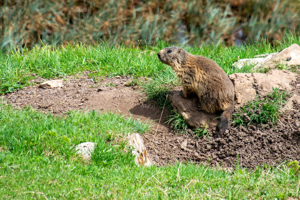 Straniger Alm Juni 21_121821-aus | Fatzi Bilder-Archiv! 
Die Bilder sind für private Nutzung lizenzfrei. Die kommerzielle Nutzung ist möglich und erwünscht, jedoch bitte ich um vorherige Kontaktaufnahme per E-Mail (info@fatzi.at) oder unter +43 650 7828269 - Realisiert mit Pictrs.com