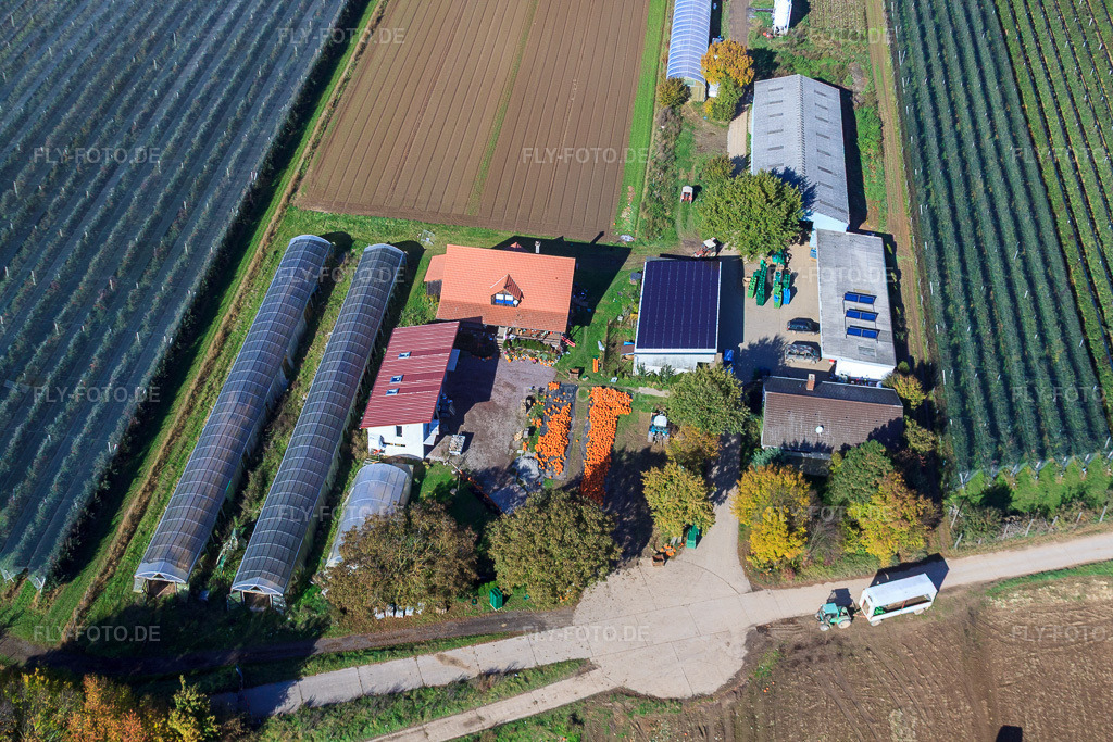 Luftbild: Holderbühlerhof Kürbisernte in Kandel im Bundesland Rheinland-Pfalz in Deutschland. Foto: IMG_34958.jpg vom 26.10.2010 durch Werner Riehm/FLY-FOTO.de