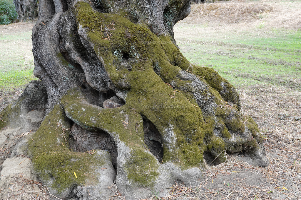 ugly trees | foto-focus-online