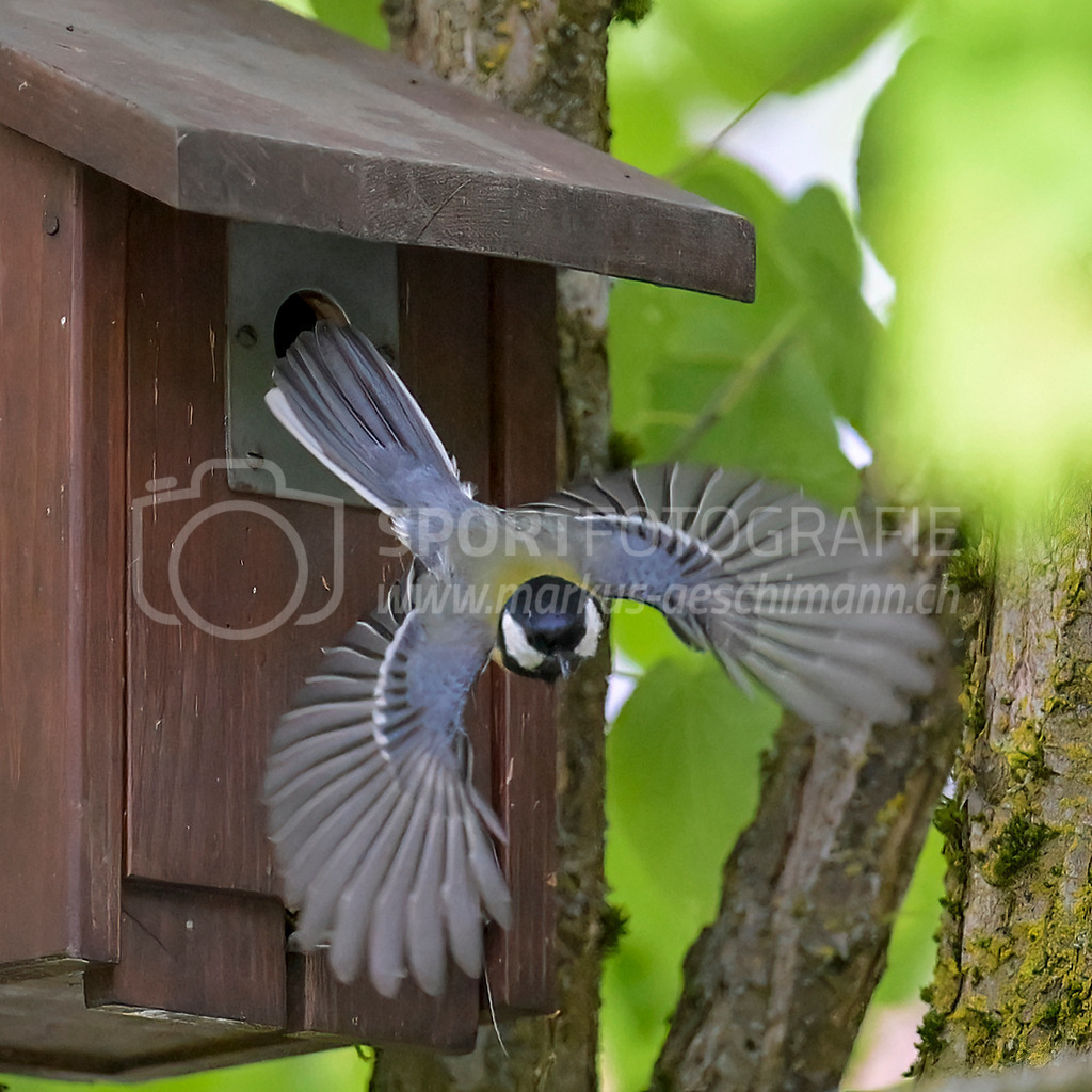 20240509_0930_AEM_nefti_2251-Bearbeitet | 09.05.2024 / , Neftenbach

Bild: Sportfotografie Markus Aeschimann | www.markus-aeschimann.ch - Realisiert mit Pictrs.com
