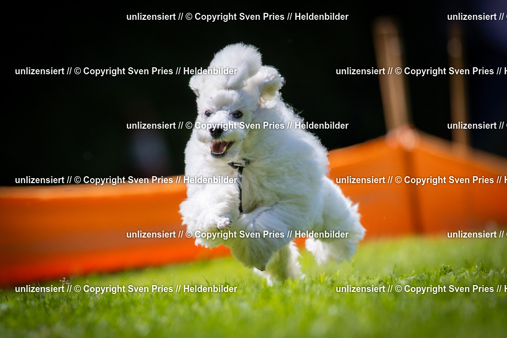 Sven Pries | 2025-08-10 - Hunderennen Durlach - Realisiert mit Pictrs.com