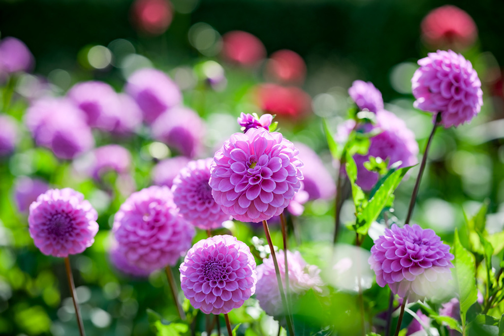Ball-Dahlie ball-helllila-leuchtend | Ein von der Sonne verwöhntes Beet gefüllt mit der Ball-Dahlie „ball-helllila-leuchtend“. Im Hintergrund leuchten rote Dahlienblüten. — Original-Größe des Bildes: 8256 x 5504 px. - Realisiert mit Pictrs.com