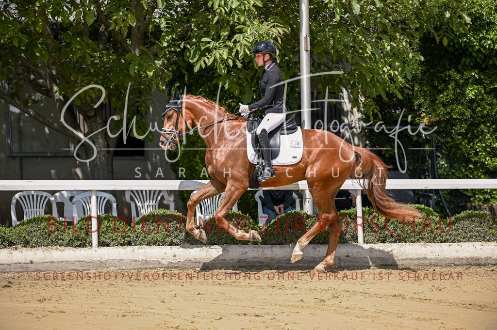 Schugtsche-Aluta25-48.Reitpferfdeprf.-299 | Schugtsche Fotografie - Realisiert mit Pictrs.com