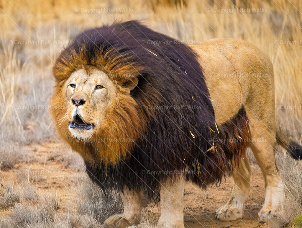 löwe2.2 | Der brüllende Löwe erwartet Aufmerksamkeit - Realisiert mit Pictrs.com