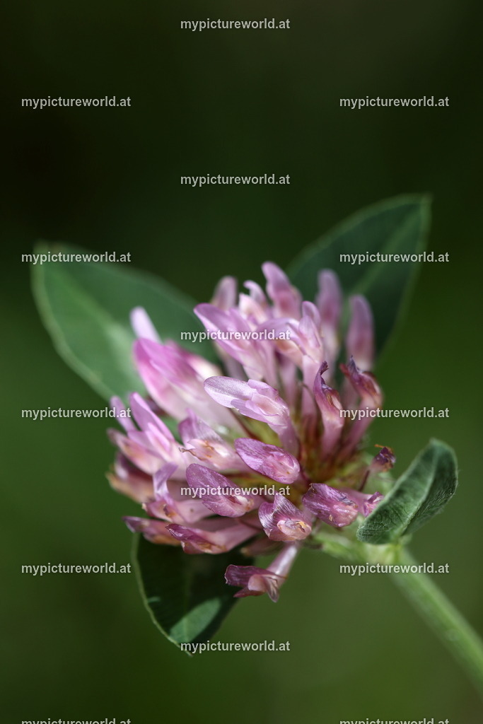 Wiesenklee-003 | Das Bilderarchiv über Tiere, Planzen und Landschaften. In der Bilddatenbank finden Sie ein große Auswahl an hochwertigen Bilder für Ihre Werbung - Realized with Pictrs.com