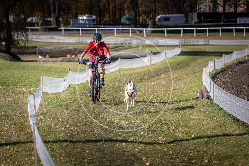 CaniXpix_DV3A4997 | Hundefotografie, Tierfotograf, Pfotenfotografie, Fotoshooting Hund, Hunde Portrait, Hundesport, Hundeportraits, Heideshooting, Hunde, Sportfotograf, Hundefotograf, Turnierhundsport, THS,  - Realisiert mit Pictrs.com