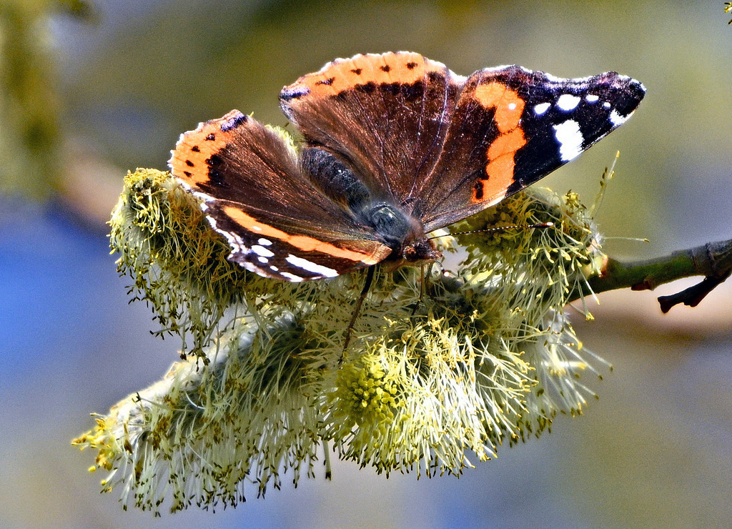Admiral | lucisnaturbilder - Realisiert mit Pictrs.com