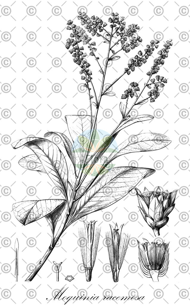 HistAbb_wfo-0000174438_1_ENZY_Simple | Historische Abbildung von Moquinia racemosa - Asteraceae | Historical Illustration of Moquinia racemosa - Asteraceae