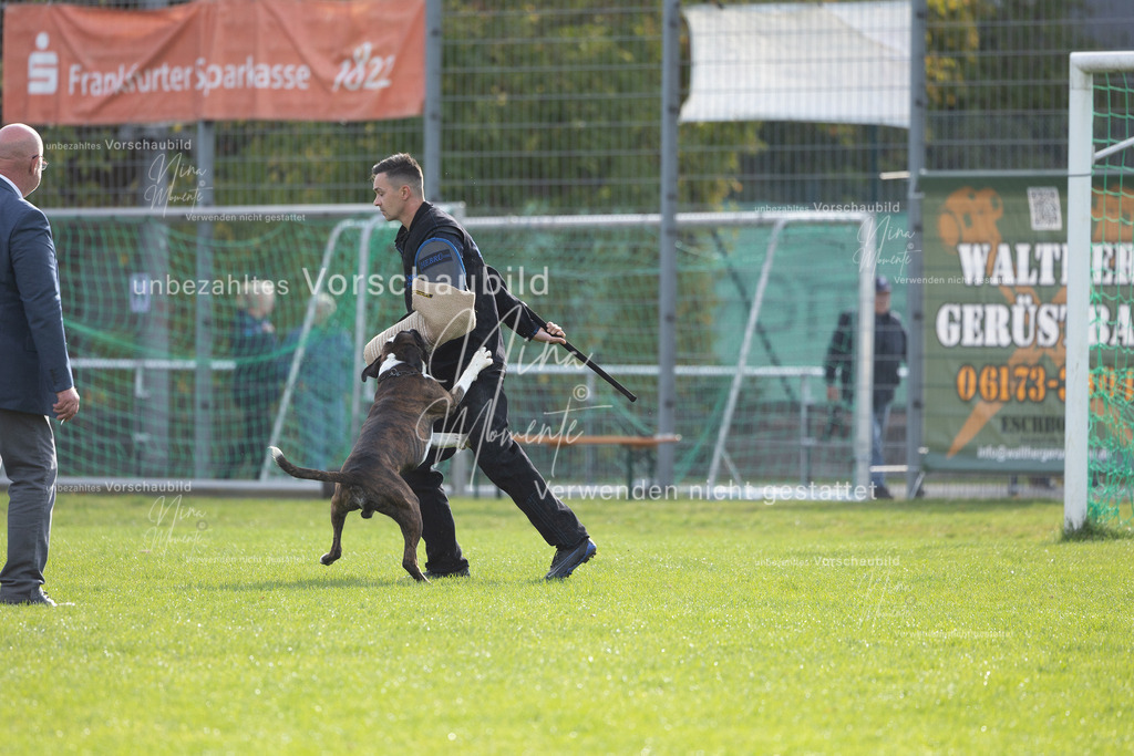 _16A6526 | Einzigartige Fotos von Hunden & Menschen –Actionfotos, Portraits, Vereinsaufnahmen & Paarshootings – authentisch, lebendig & mit Herz.