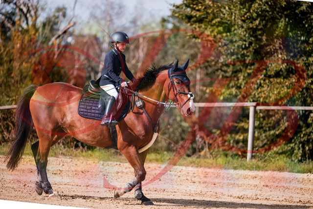 2026_10_03_Siefer-Hof_143729_Z81_06052682 | Professionelle Reitsport-, Turnier- und Eventfotografie von Robert Broda. Galerien mit ausgewählten und bearbeiteten Bildern direkt online ansehen und bestellen.