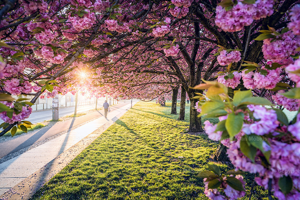 _DSC1714-3 | Leipzig Wandbilder Drucke Prints Leinwand Stadtmotive Leipzig Fotosdruck Kunstdrucke Bilder Leipzig Stadtansichten Acrylglasbilder Leipzig Wanddeko Fine Art Prints Wandbilder Büro Leipzig Bilder Praxis Zuhause Bilderdruck Poster Posterlounge Kunstdrucke - Realisiert mit Pictrs.com