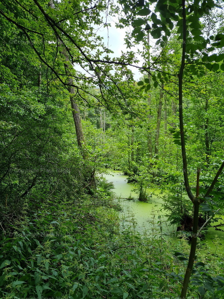 Waldmoore in der Stubnitz | Nationalpark Jasmund Waldmoore in der Stubnitz - Realisiert mit Pictrs.com