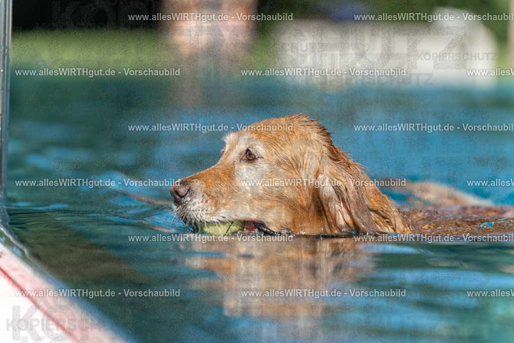 Hundeschwimmen_Volksbad_2026-allesWIRTHgut_Tierfotografie-2609061101-101107-7R509324 | Professionelle Tierfotografie in Mönchengladbach von Daniel Wirth (allesWIRTHgut). Liebevolle & natürliche Bilder von Hunden & Katzen für unvergessliche Erinnerungen.