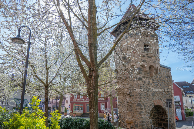 DSC_3546 | Bensheim, Frühling, hier die Spitze des Rinnentorturms hinter Blüten,  Der Rinnentorturm ist ein Rest der mittelalterlichen Stadtbefestigungsanlage, die im 13. und 14. Jahrhundert zur Sicherung der Stadt Bensheim errichtet wurde und im 19.Jahrhundert bis auf den Turm abgerissen wurde, .Bild: Thomas Neu