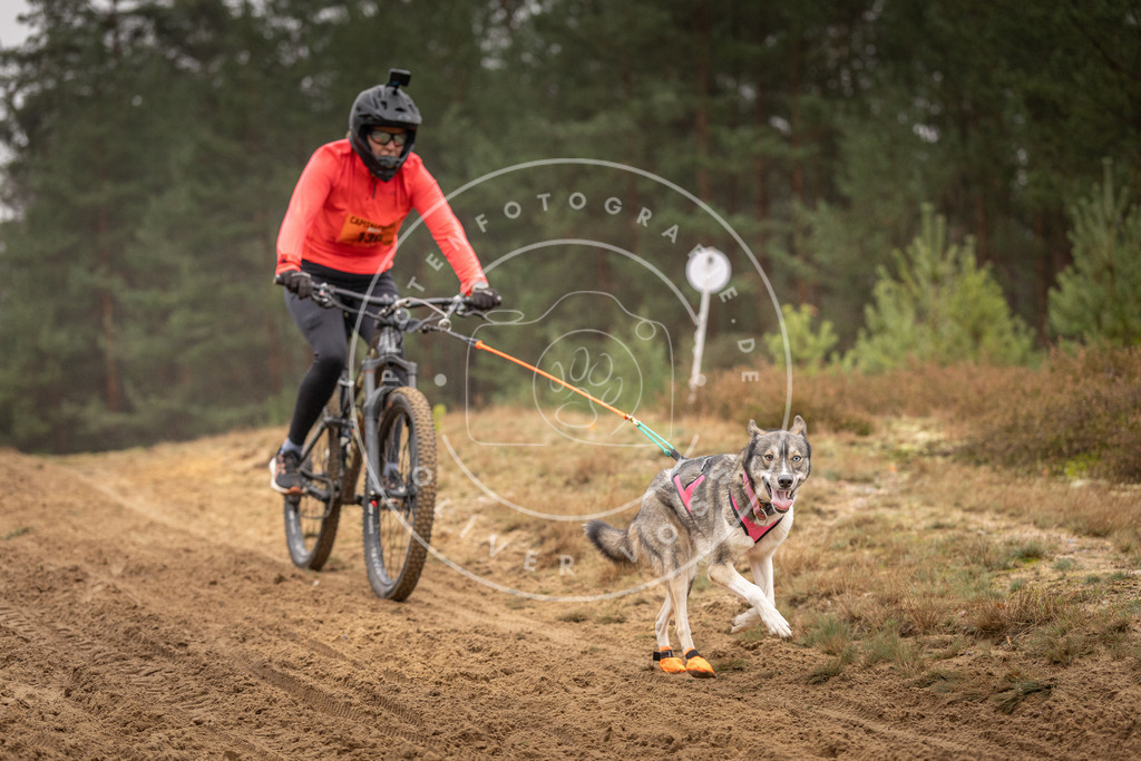 Pfotenfotografie_DV3A3721 | Hundefotografie, Tierfotograf, Pfotenfotografie, Fotoshooting Hund, Hunde Portrait, Hundesport, Hundeportraits, Heideshooting, Hunde, Sportfotograf, Hundefotograf, Turnierhundsport, THS,  - Realisiert mit Pictrs.com