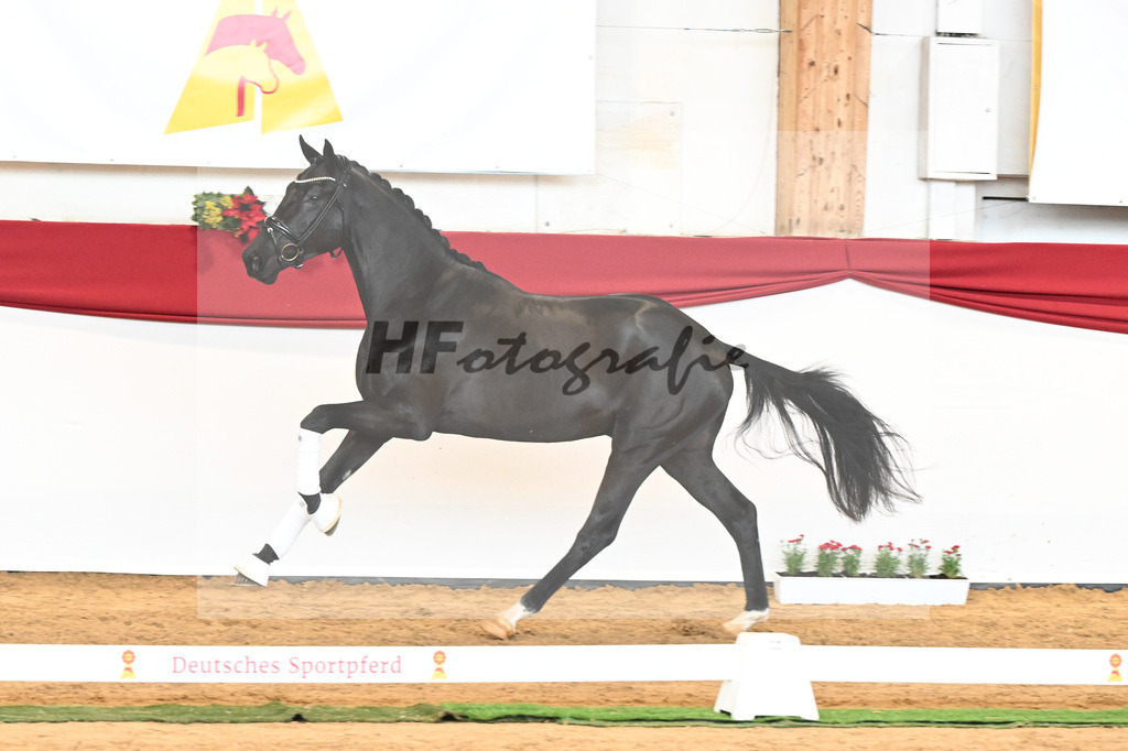 Kat-Nr. 45 Raven x Everdale_Rakelbusch_43230783 | hf-fotografie - Realisiert mit Pictrs.com