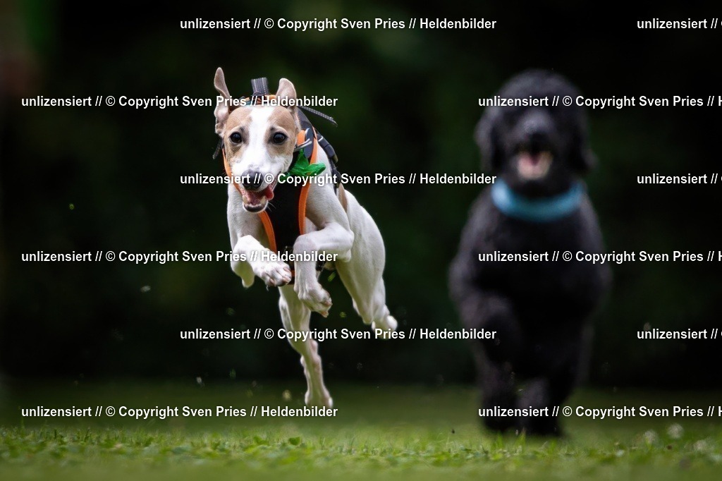 Sven Pries | 19. Allgemeines Hunderennen Karlsruhe Durlach - Realisiert mit Pictrs.com