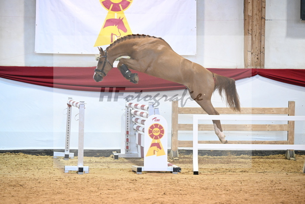 Kat-Nr. 4 Balou du Rouet x Diamant de Semilly_Kastner-Schoepe_47241343 | hf-fotografie - Realizzato con Pictrs.com