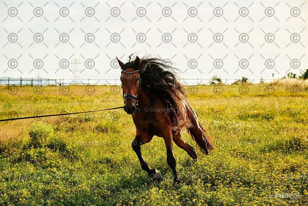 377_202406_Niki-Herodes_NZ9_0391 | proPHOTO - Realisiert mit Pictrs.com