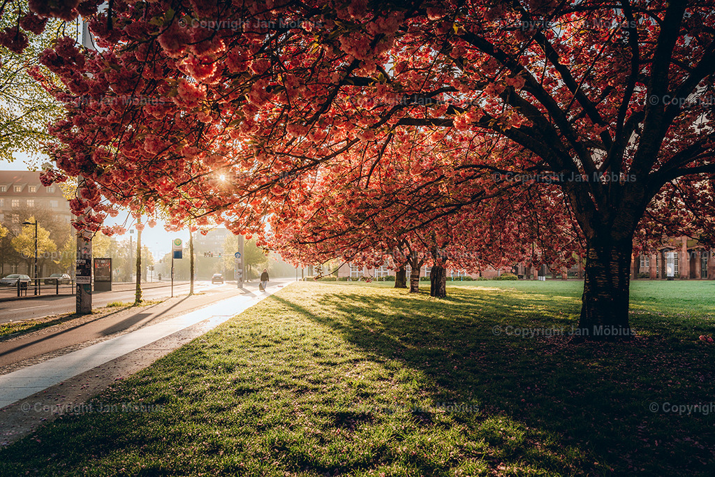 _DSC1831 | Leipzig Wandbilder Drucke Prints Leinwand Stadtmotive Leipzig Fotosdruck Kunstdrucke Bilder Leipzig Stadtansichten Acrylglasbilder Leipzig Wanddeko Fine Art Prints Wandbilder Büro Leipzig Bilder Praxis Zuhause Bilderdruck Poster Posterlounge Kunstdrucke - Realisiert mit Pictrs.com