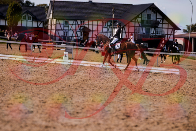 2026_10_03_Siefer-Hof_133143_Z81_86060747 | Professionelle Reitsport-, Turnier- und Eventfotografie von Robert Broda. Galerien mit ausgewählten und bearbeiteten Bildern direkt online ansehen und bestellen.