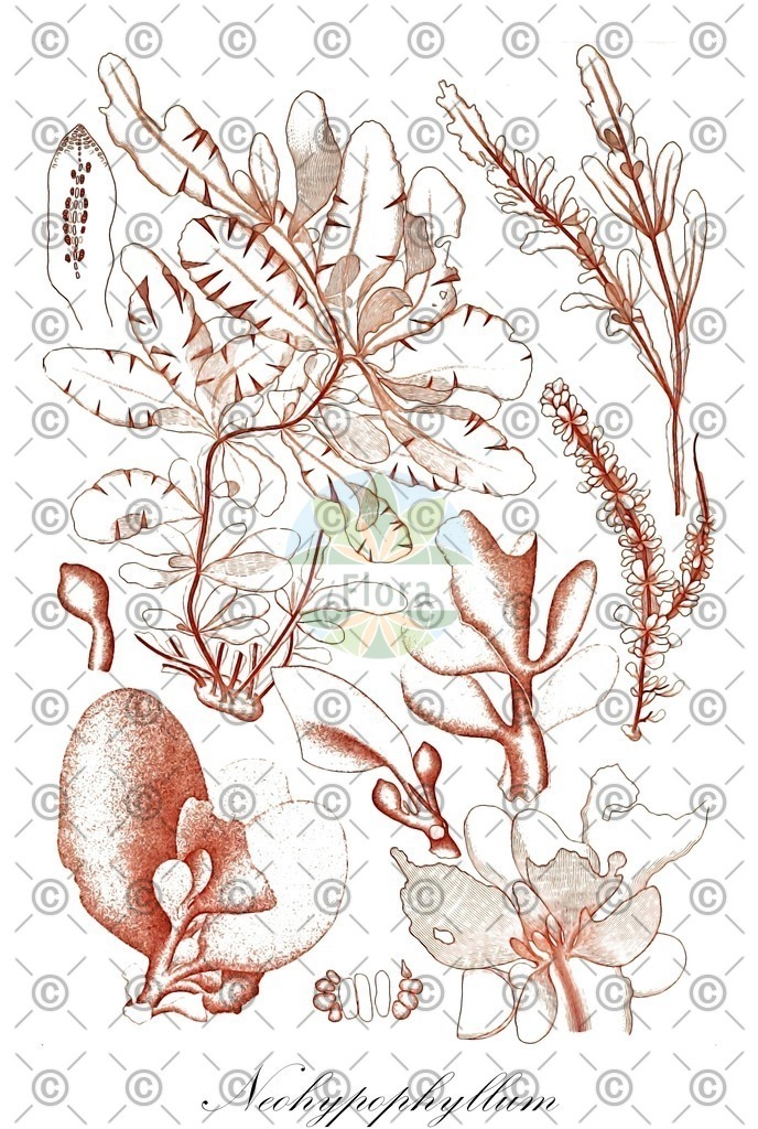HistAbb_wfo-0000250174_1_ENZY_Simple | Historische Abbildung von Neohypophyllum - Delesseriaceae (0) | Historical Illustration of Neohypophyllum - Delesseriaceae (0)