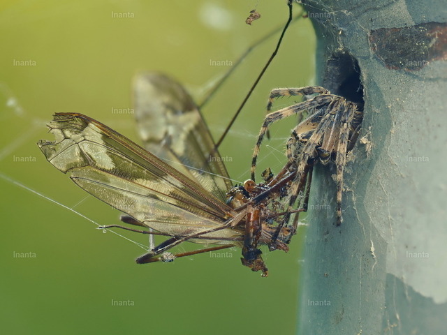 Gartenkreuzspinne | Inanta - Realisiert mit Pictrs.com