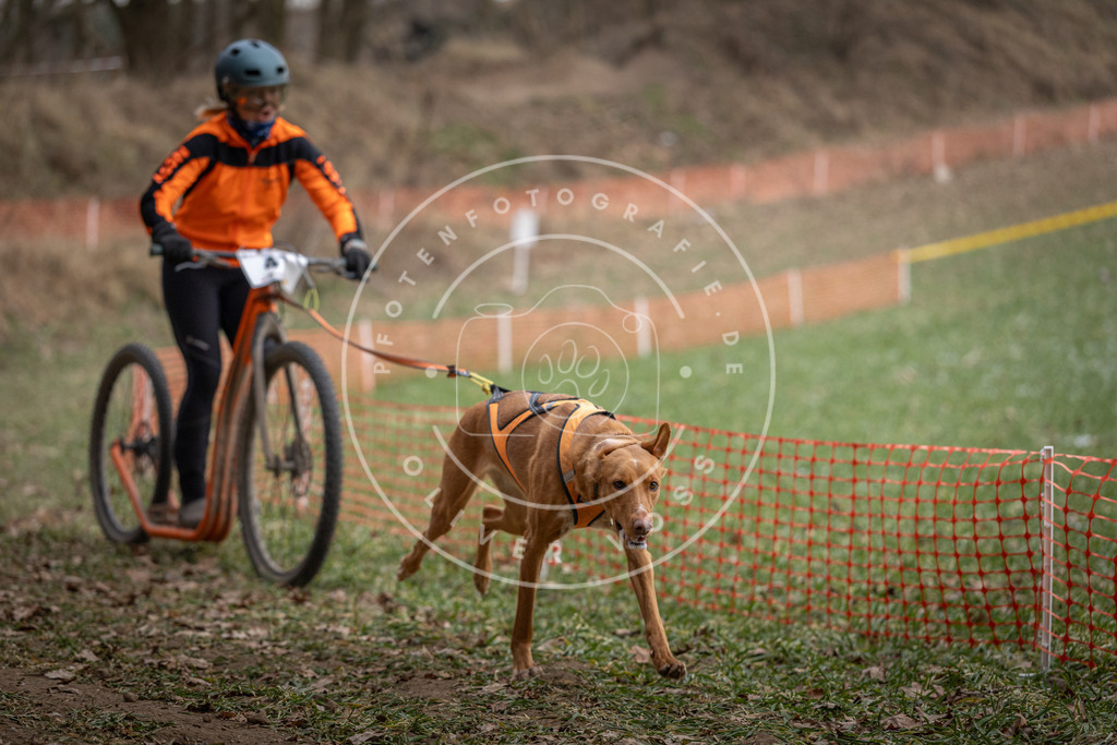 Pfotenfotografie_DV3A0455 | Hundefotografie, Tierfotograf, Pfotenfotografie, Fotoshooting Hund, Hunde Portrait, Hundesport, Hundeportraits, Heideshooting, Hunde, Sportfotograf, Hundefotograf, Turnierhundsport, THS,  - Realisiert mit Pictrs.com