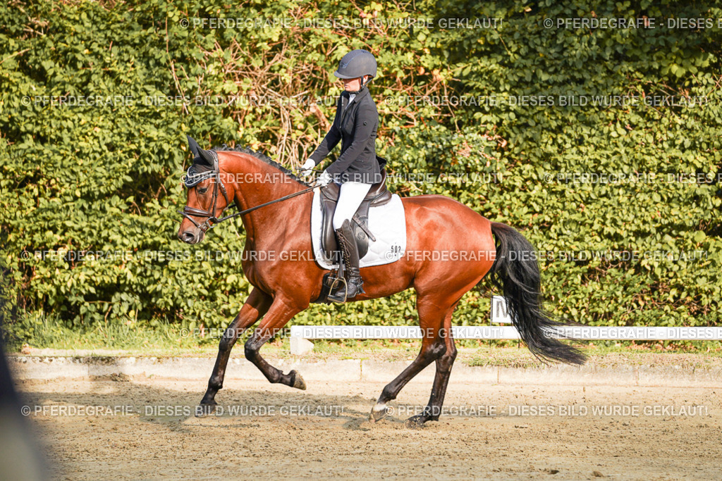 DSC04796 | Pferdegrafie