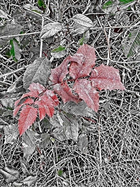 titusgraphy_IMG_2936_pe-08 | titusgraphy-shop: Geschenkideen mit Qualitätsfotos. titusgraphy-shop: gift ideas with quality photos. titusgraphy-shop: idées cadeaux avec photos de qualité.  - Realisiert mit Pictrs.com