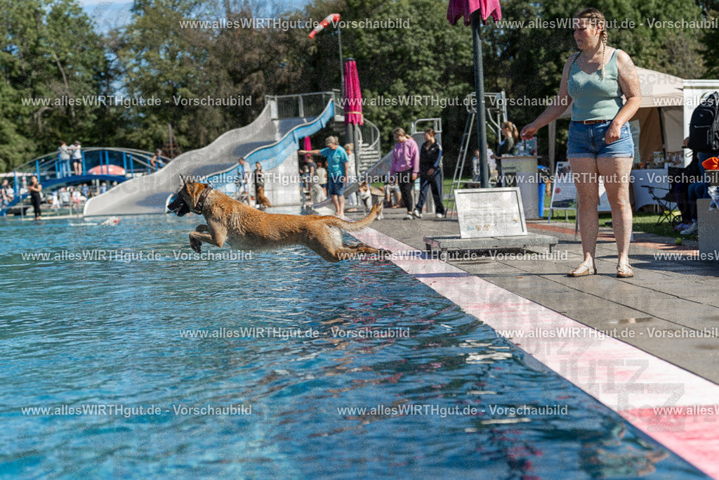 Hundeschwimmen_Volksbad_2026-allesWIRTHgut_Tierfotografie-2609061130-104050-7R509675 | Professionelle Tierfotografie in Mönchengladbach von Daniel Wirth (allesWIRTHgut). Liebevolle & natürliche Bilder von Hunden & Katzen für unvergessliche Erinnerungen.