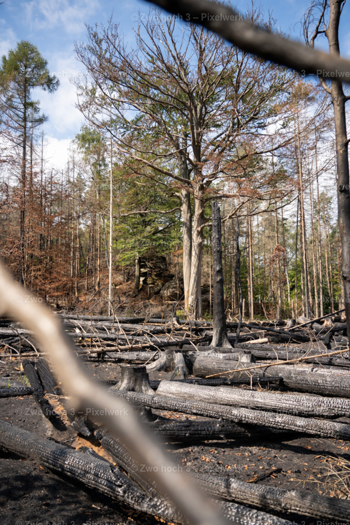 Rosssteig_Nahe_Katzenstein_Waldbrand_Baumstamm_Baum | 2022-08-30_Waldbrandgebiete_1 - Realisiert mit Pictrs.com