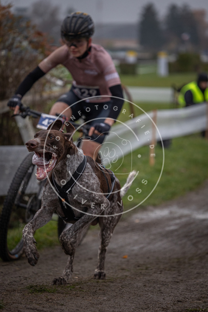 CaniXpix_0L8A1136 | Hundefotografie, Tierfotograf, Pfotenfotografie, Fotoshooting Hund, Hunde Portrait, Hundesport, Hundeportraits, Heideshooting, Hunde, Sportfotograf, Hundefotograf, Turnierhundsport, THS,  - Realisiert mit Pictrs.com