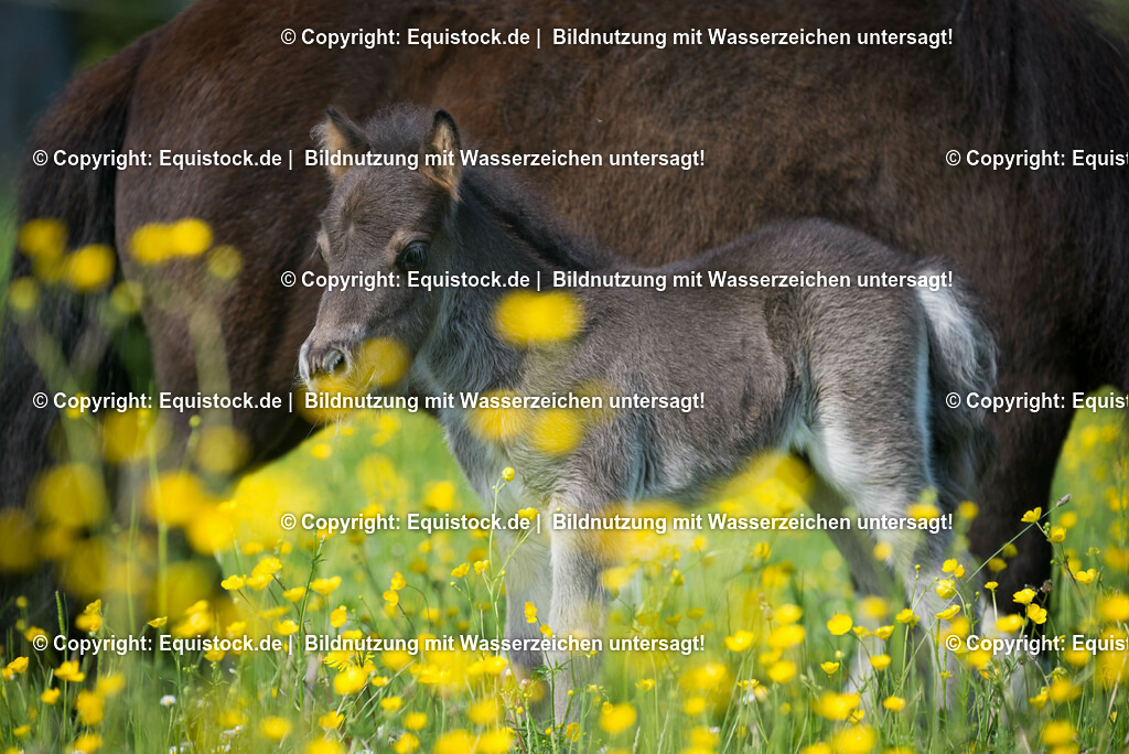 20150507_Fohlen_0021 | equistock