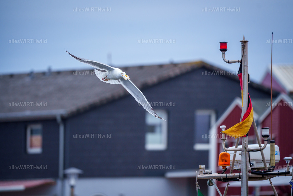 allesWIRTHwild.de - 7IV04398 | Entdecke die faszinierende Welt der Natur- und Wildlife-Fotografie von Daniel und Bärbel. Inspirierende Bilder von wilden Tieren und kleinen Naturwundern.