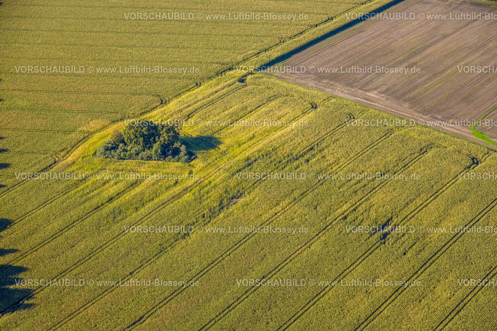 Bergkamen241006498Maiwald | Luftbild, dreieckige Baumgruppe auf einem Feld an der Lünener Straße, Acker, Feld, Baumgruppe, Landwirtschaft, Weddinghofen, Bergkamen, Ruhrgebiet, Nordrhein-Westfalen, Deutschland