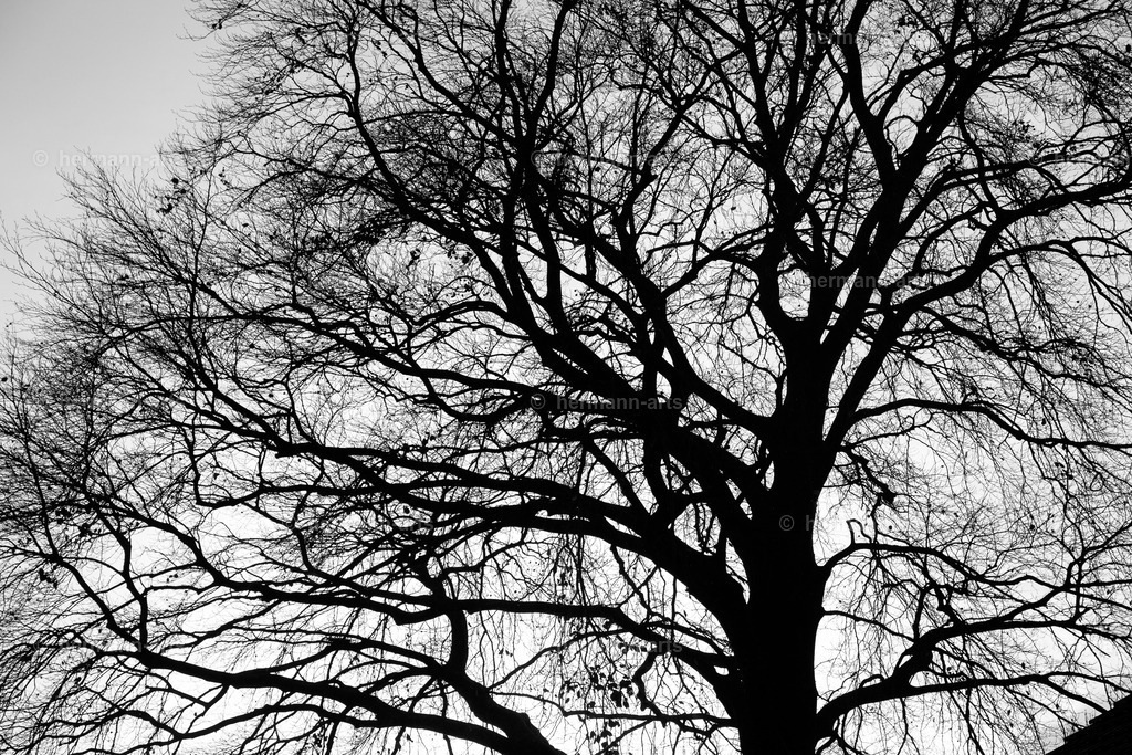 Trees_fine_Art_0037 | Photo Foto Kunst Art schwarzweiss Bilder Rheine Münster Berlin Blumen 